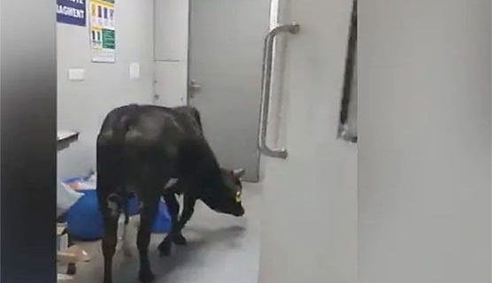 India Cow Enters in ICU Ward