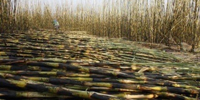 SugarCane