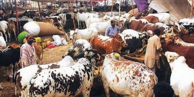 Cow Mandi in Karachi