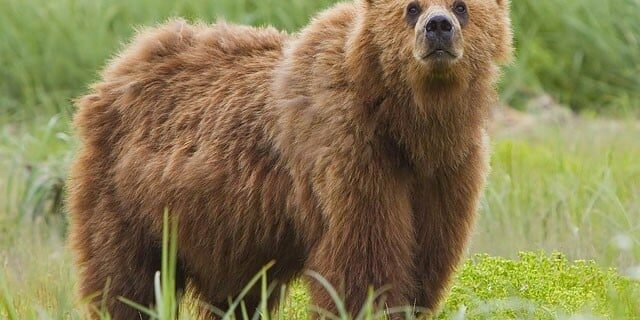 Romania Bear