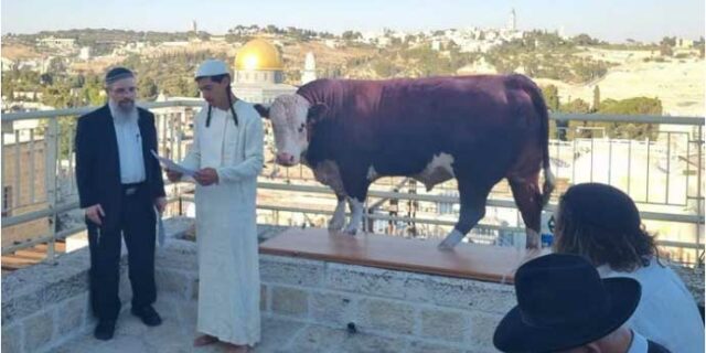 Jewish Red Cow