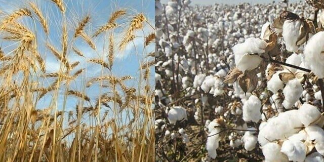 Wheat and Cotton