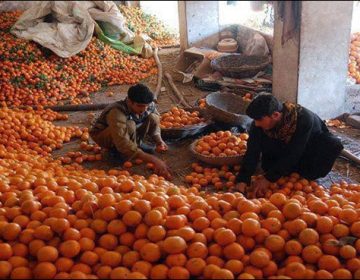 Oranges Exports