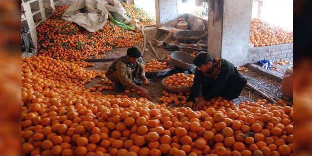 Oranges Exports