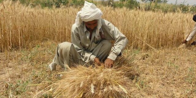 Wheat Crops