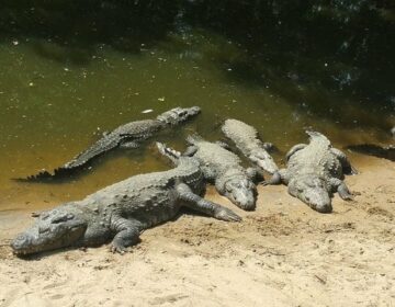 Crocodile India