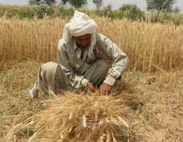 Wheat Crops