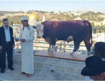 Jewish Red Cow