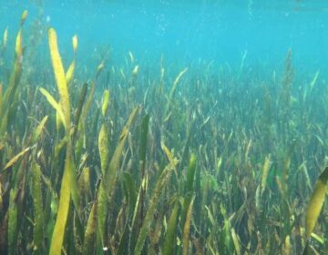 Aquatic Plants