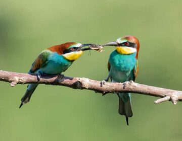 Bee Eaters