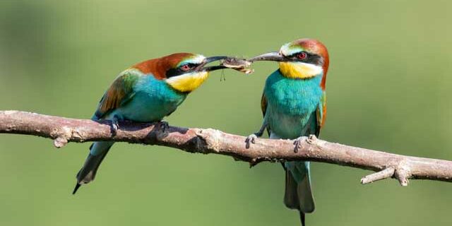 Bee Eaters