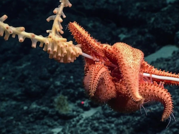 Deep Sea