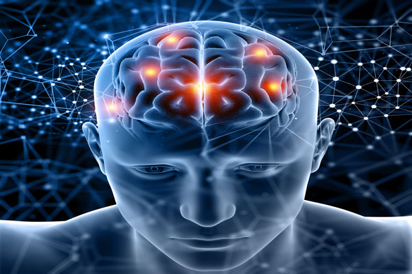 Human Brain
