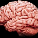 Brain