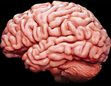 Brain