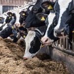 Russia Cow Milk