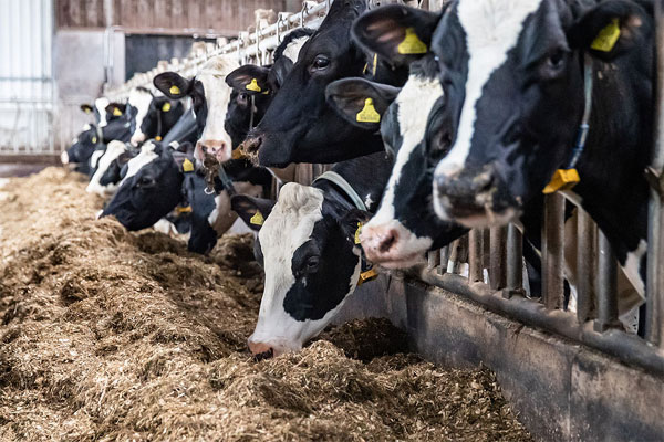 Russia Cow Milk